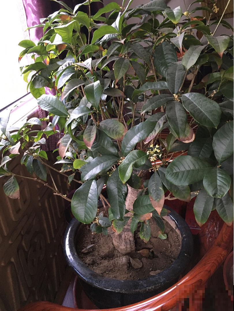 桂花香味是刻在骨子里的清甜想念，养一棵四季桂，一整年都有花香