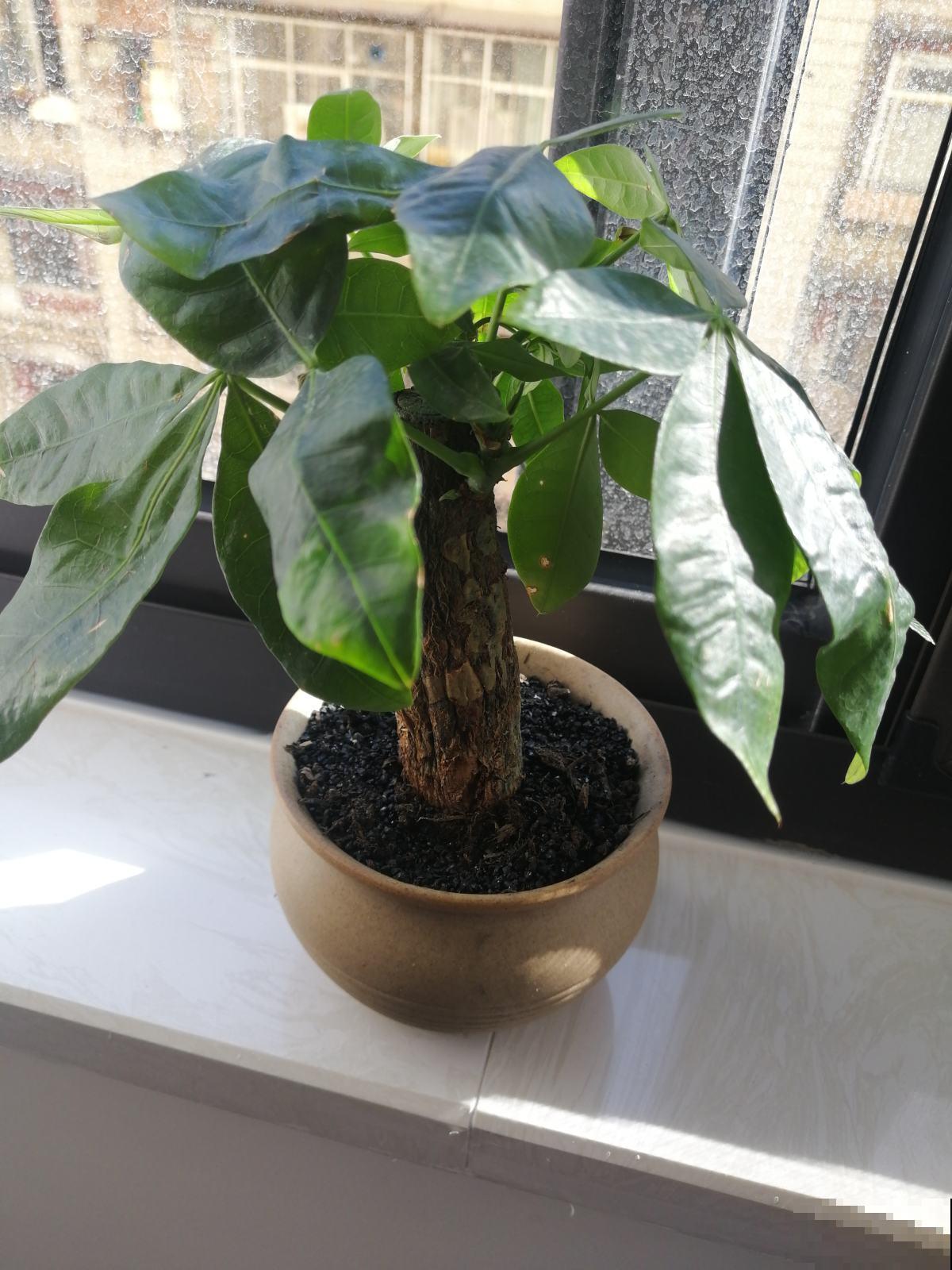 聪明人都爱养这4种“健康花”,可以净化空气,还能让心情愉悦 聪明人都爱养这4种“健康花”,可以净化空气,还能让心情愉悦