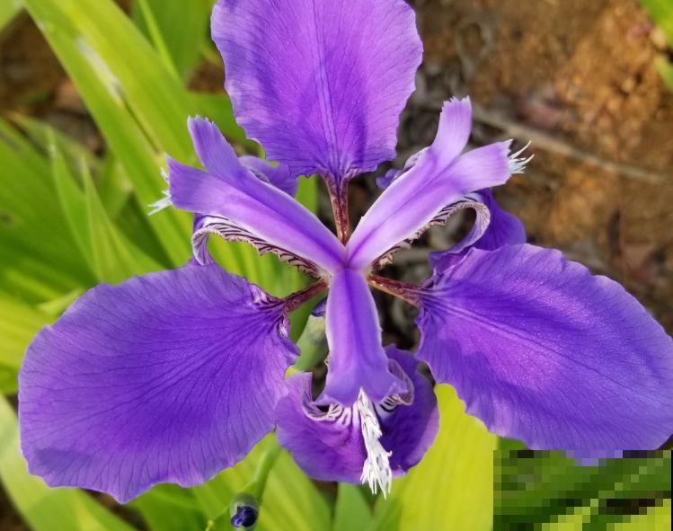 鸢尾繁殖主要有这2种，要想在家进行，一定要注意配土