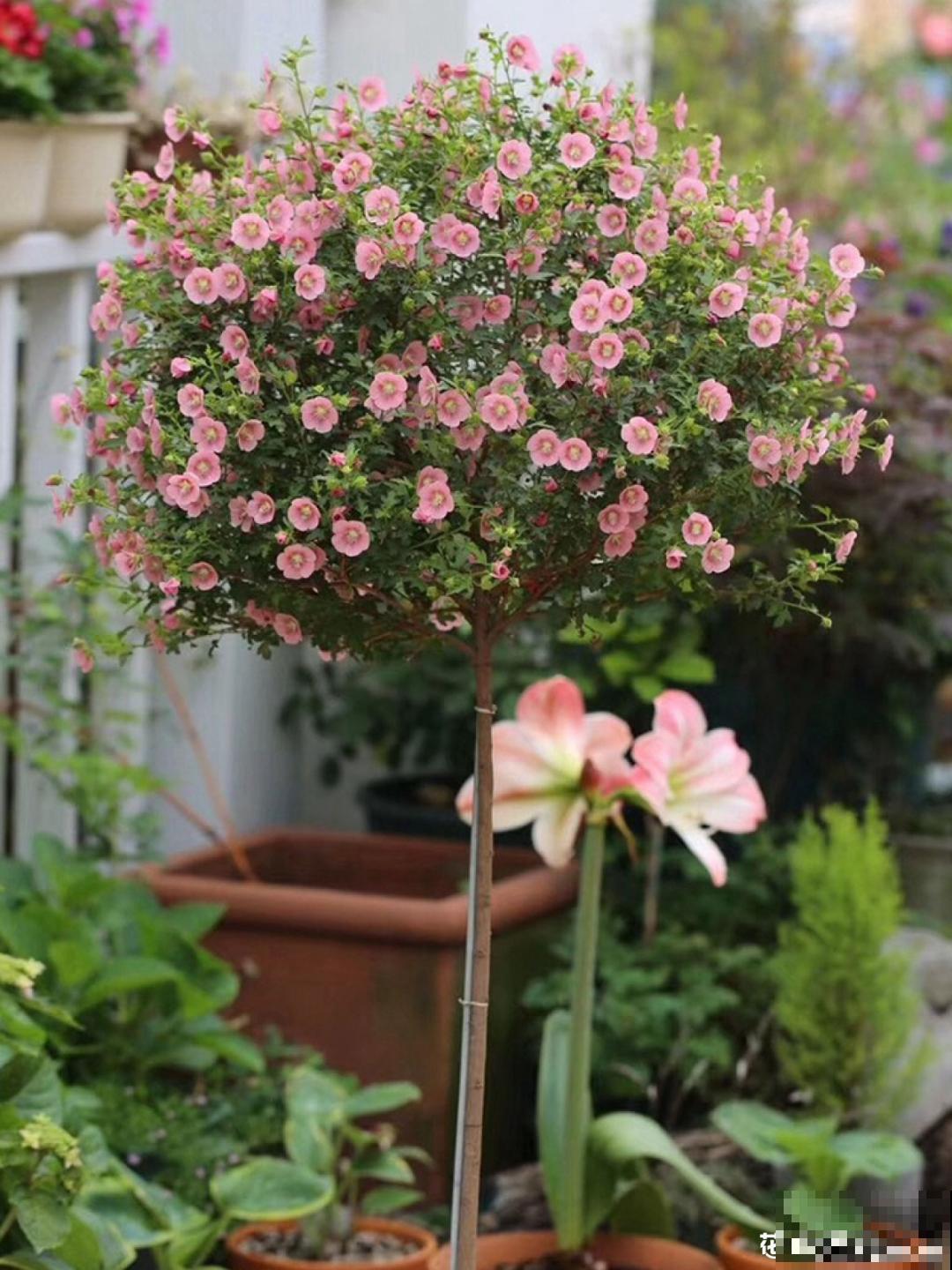 花量大的小木槿,一次性开花上千朵,开成粉色小花树! 花量大的小木槿,一次性开花上千朵,开成粉色小花树!