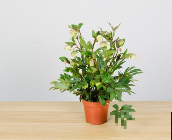 铁筷子养殖很简单，学会这5步，在家也能种