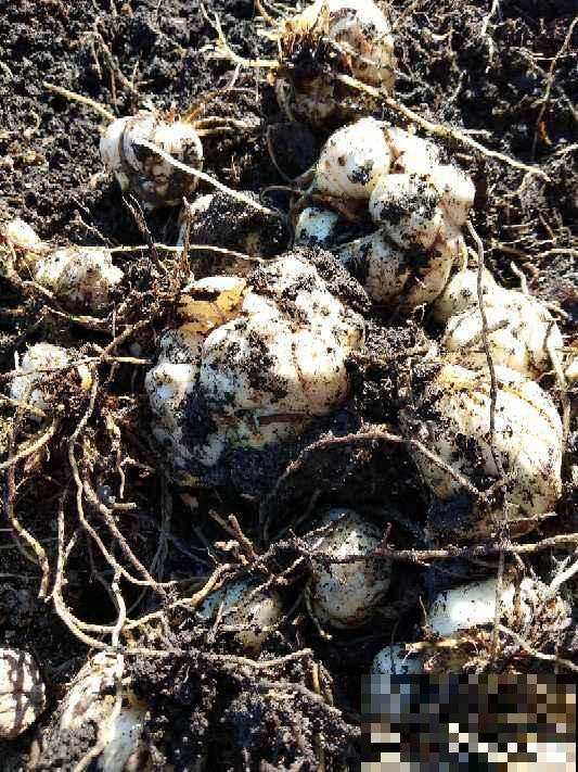 在家养2种花真赚钱,一年能生3麻袋小崽,拿去卖钱还能赚一笔 在家养2种花真赚钱,一年能生3麻袋小崽,拿去卖钱还能赚一笔