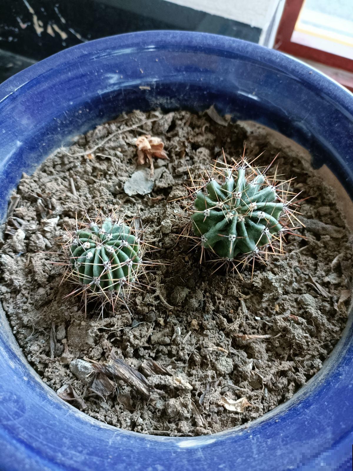 4种花太能“生小崽”，养1盆等于养10盆，性价比超高