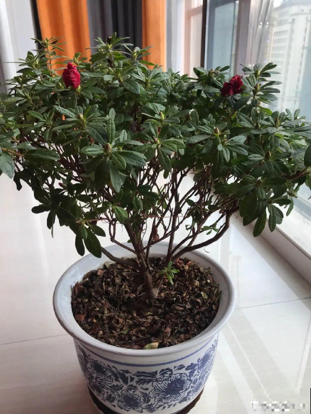 10种过年花，湿养能活命，干养会送命！