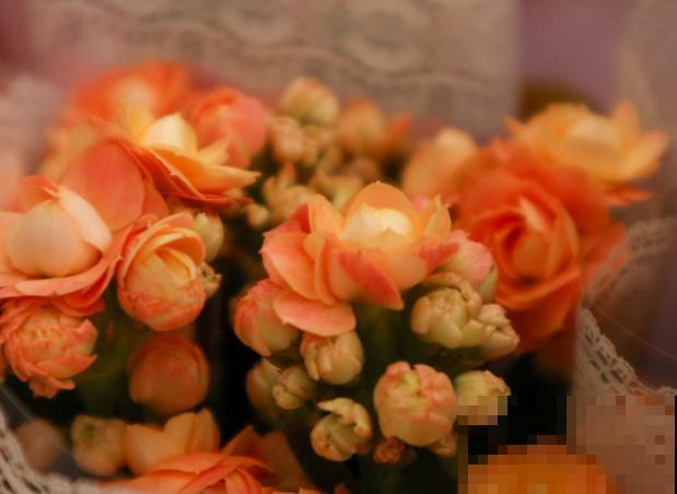 长寿花生虫不要急,学会这4点,轻松解决 长寿花生虫不要急,学会这4点,轻松解决