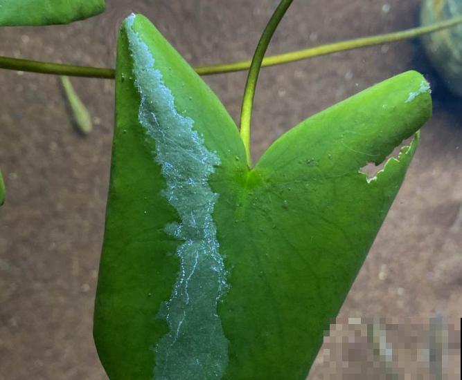 养殖红荷根，不长水上叶，主要是这2个原因