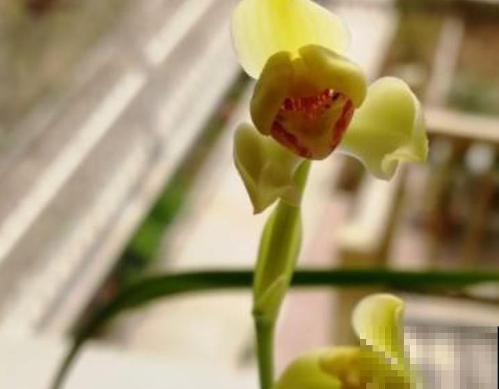 分不清花芽和叶芽，记住4个“观察”，一眼就识别