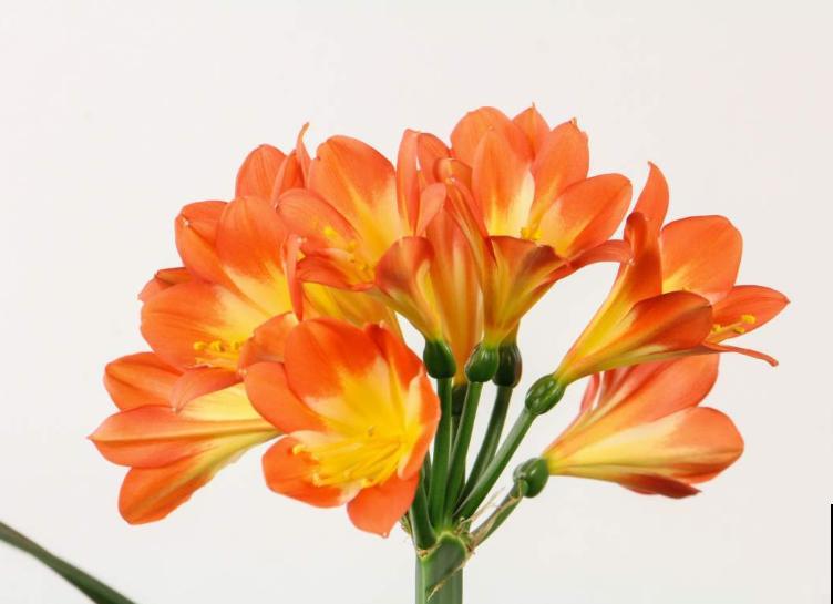 君子兰“僵苗”不长个，狠心修剪才是关键，很快窜个头