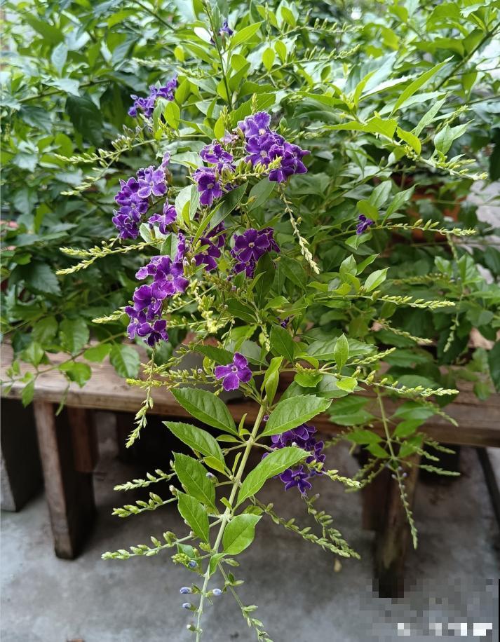 蕾丝金露花，耐热耐晒耐修剪，剪几下，变成“爆盆花”！