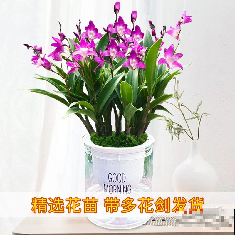 文心兰蹿花箭，记住养护4要点，花又多又香，长得特壮