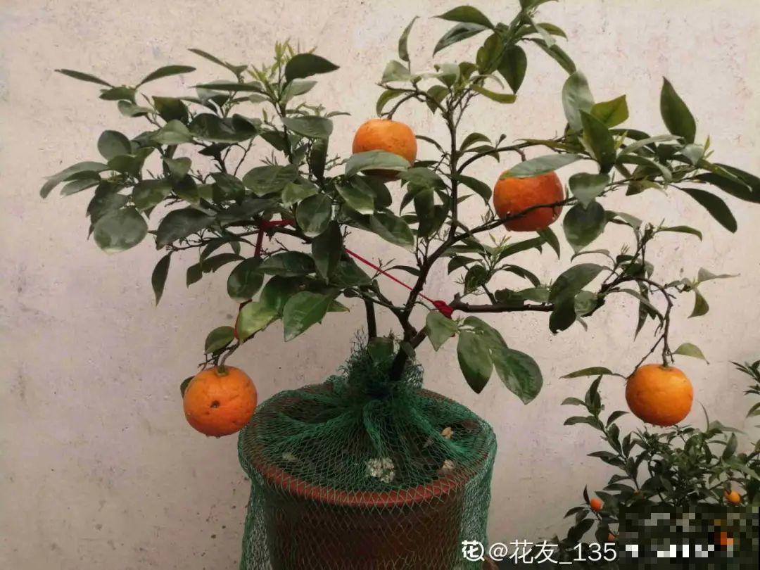 9种花是“一次性”，年前买、年后扔，不心疼钱吗？