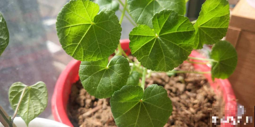 三月花葵“银杯”花,一开耀眼夺目,美上天了! 三月花葵“银杯”花,一开耀眼夺目,美上天了!