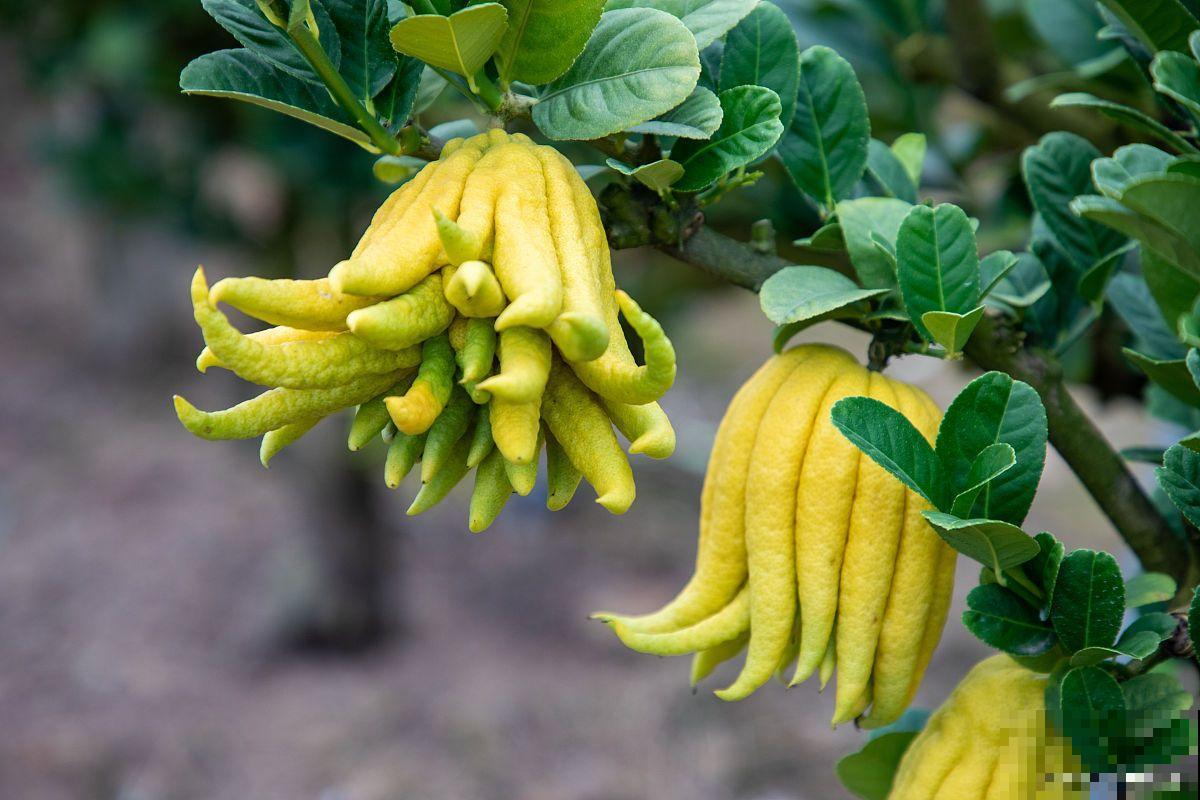 佛手种子怎么种植方法