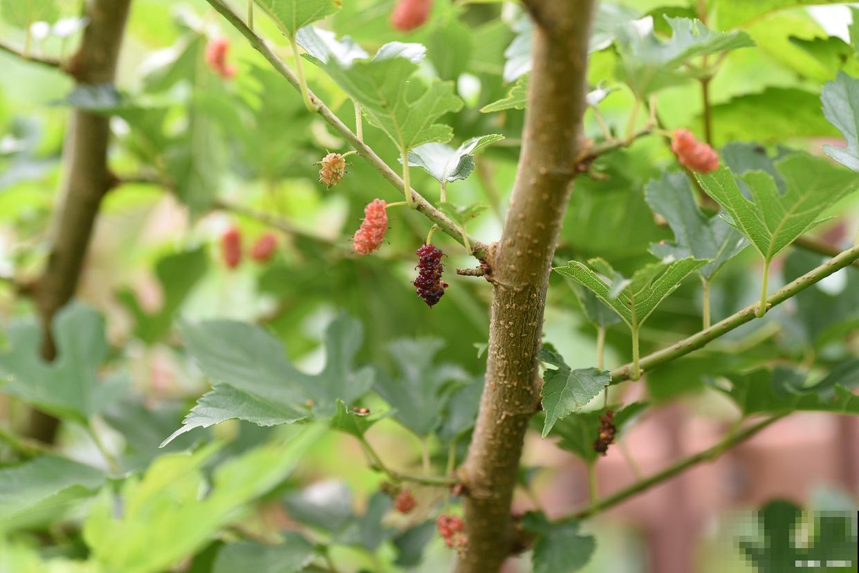 桑树的栽培种植技术