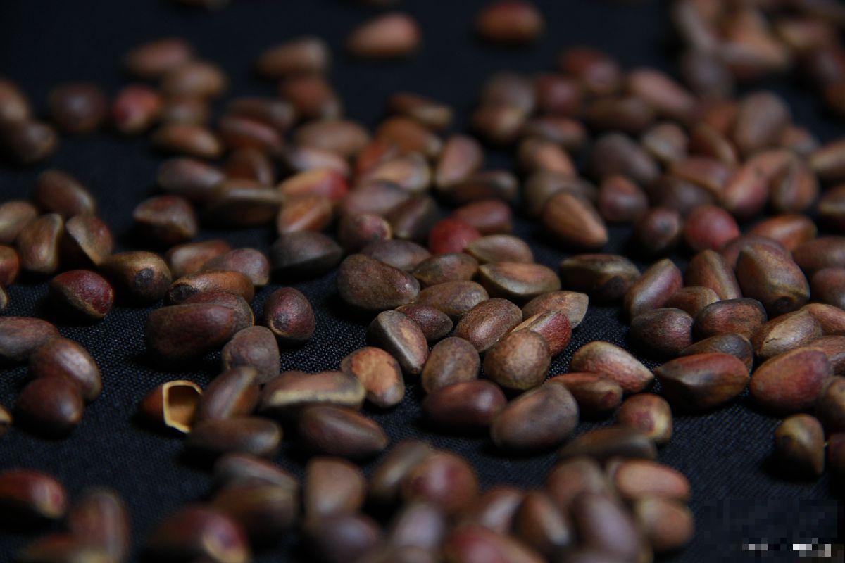 紫荆花怎么种植？