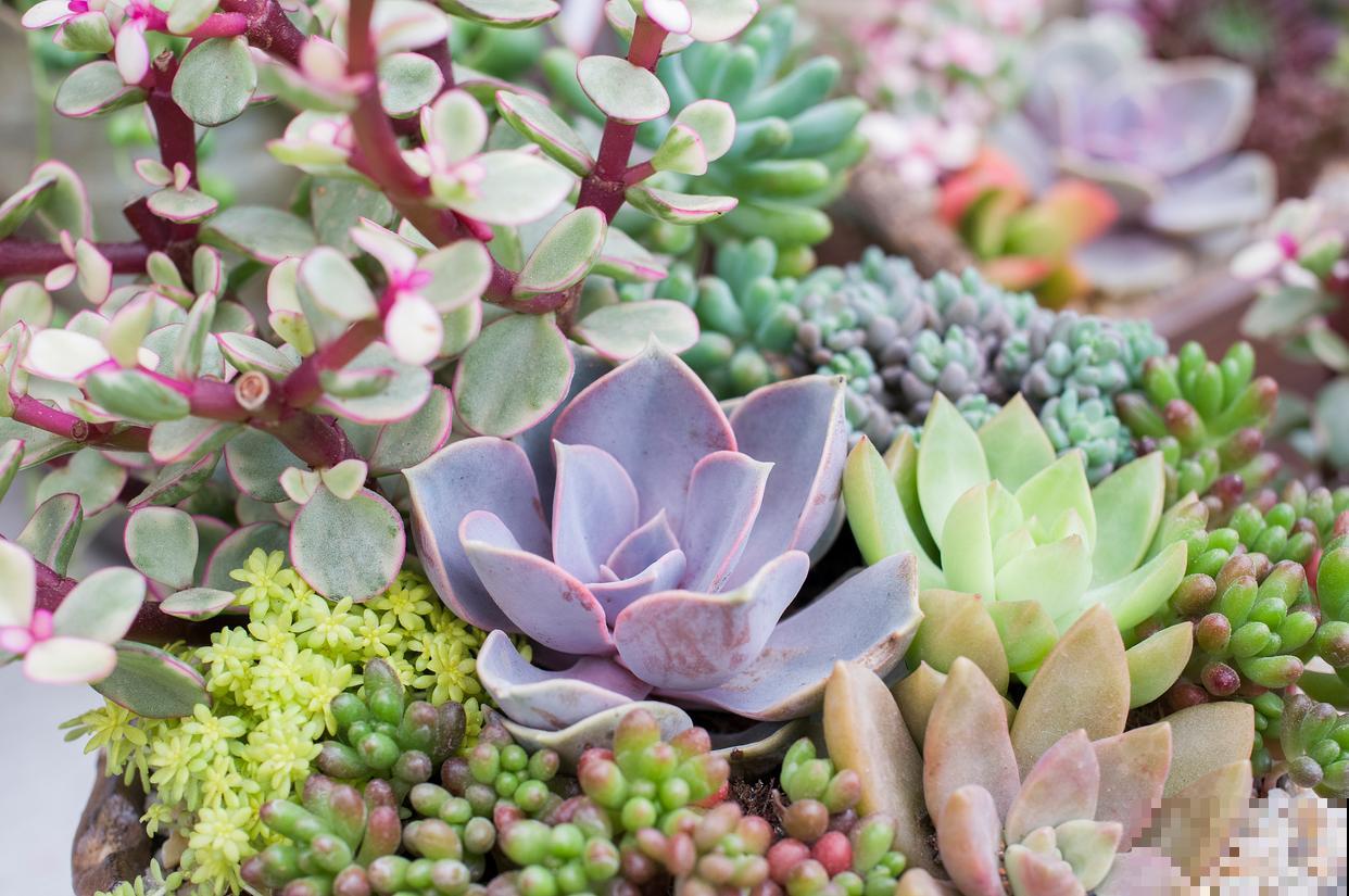 多肉春天怎么养？