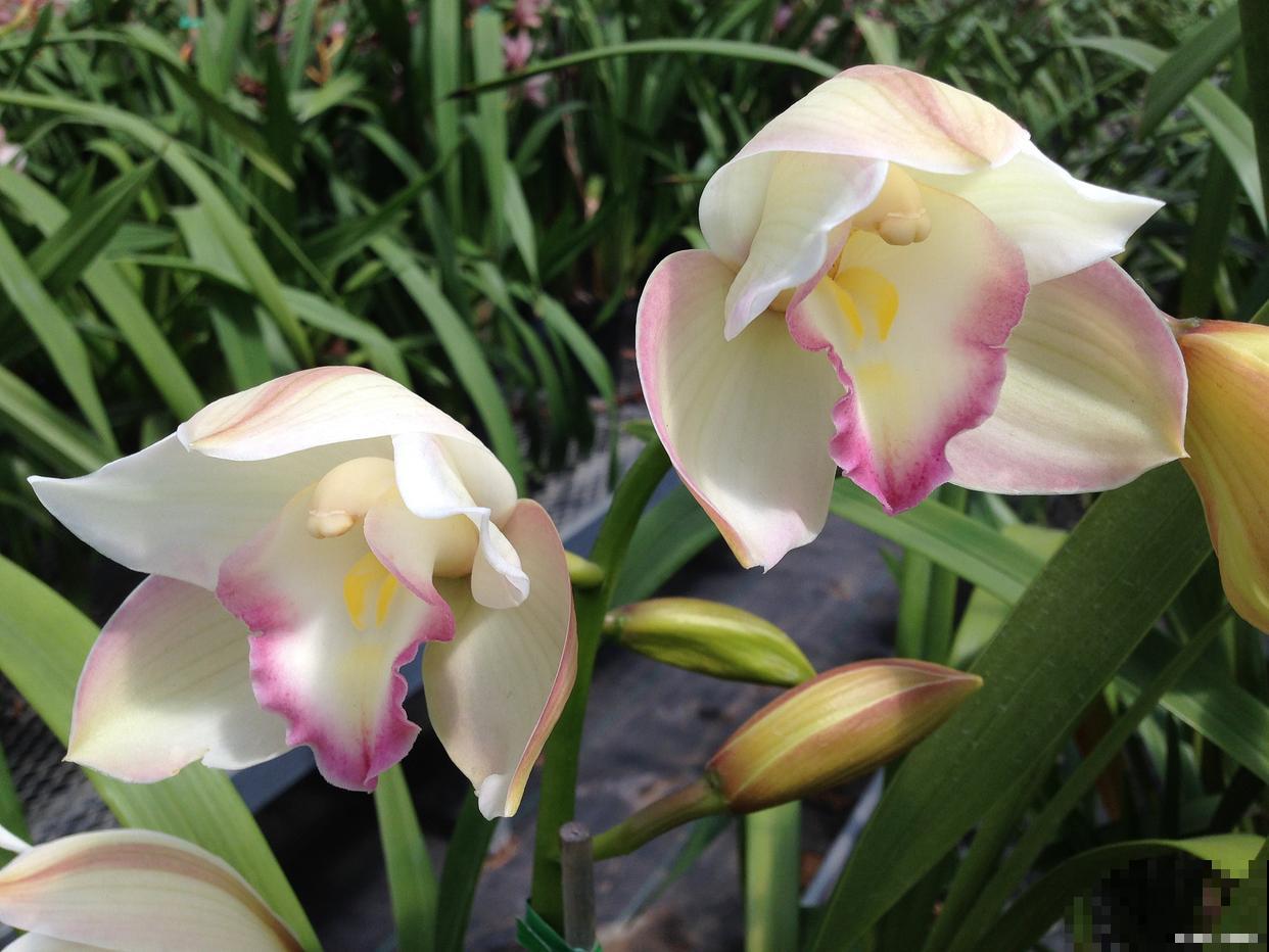 香雪兰怎么养殖？