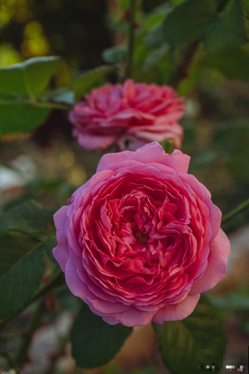 月季春天注意什么