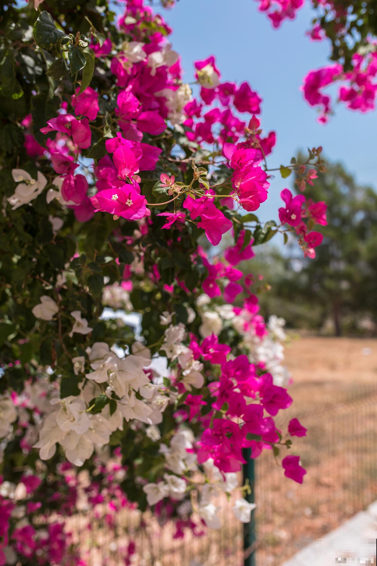 三角梅开花期间掉花是怎么回事 三角梅开花期间掉花是怎么回事
