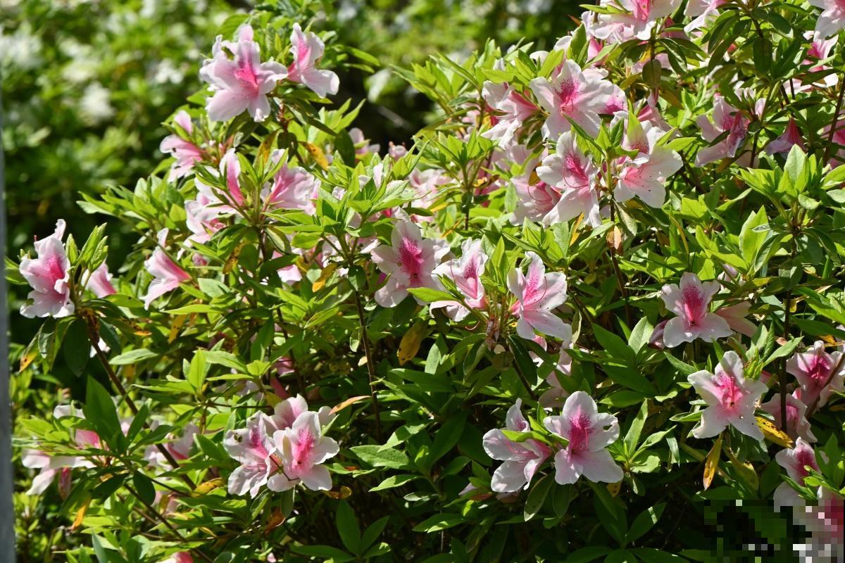 如何修剪杜鹃花？