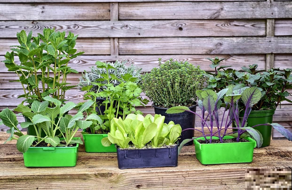 盆栽蔬菜怎么种？