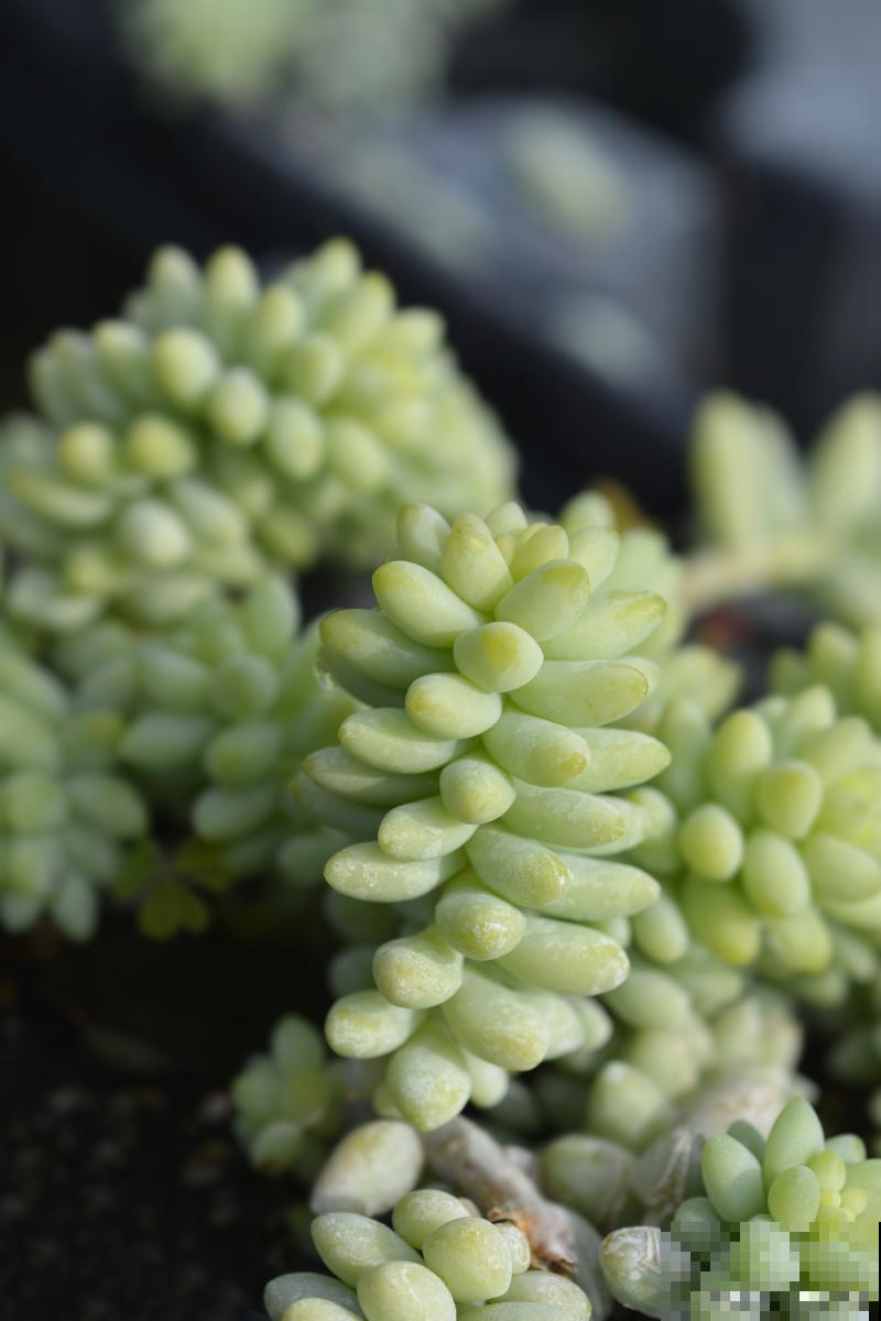 多肉五十铃玉怎么繁殖