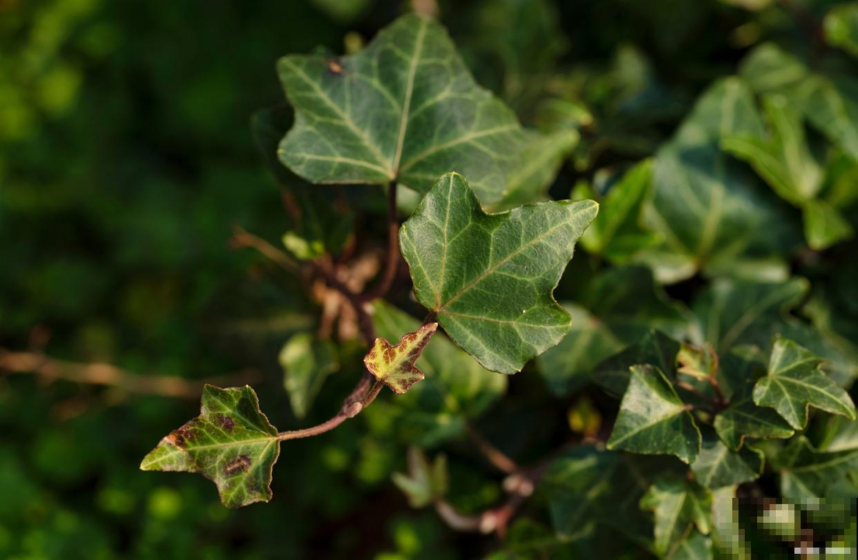 耐寒的盆栽花卉有哪些