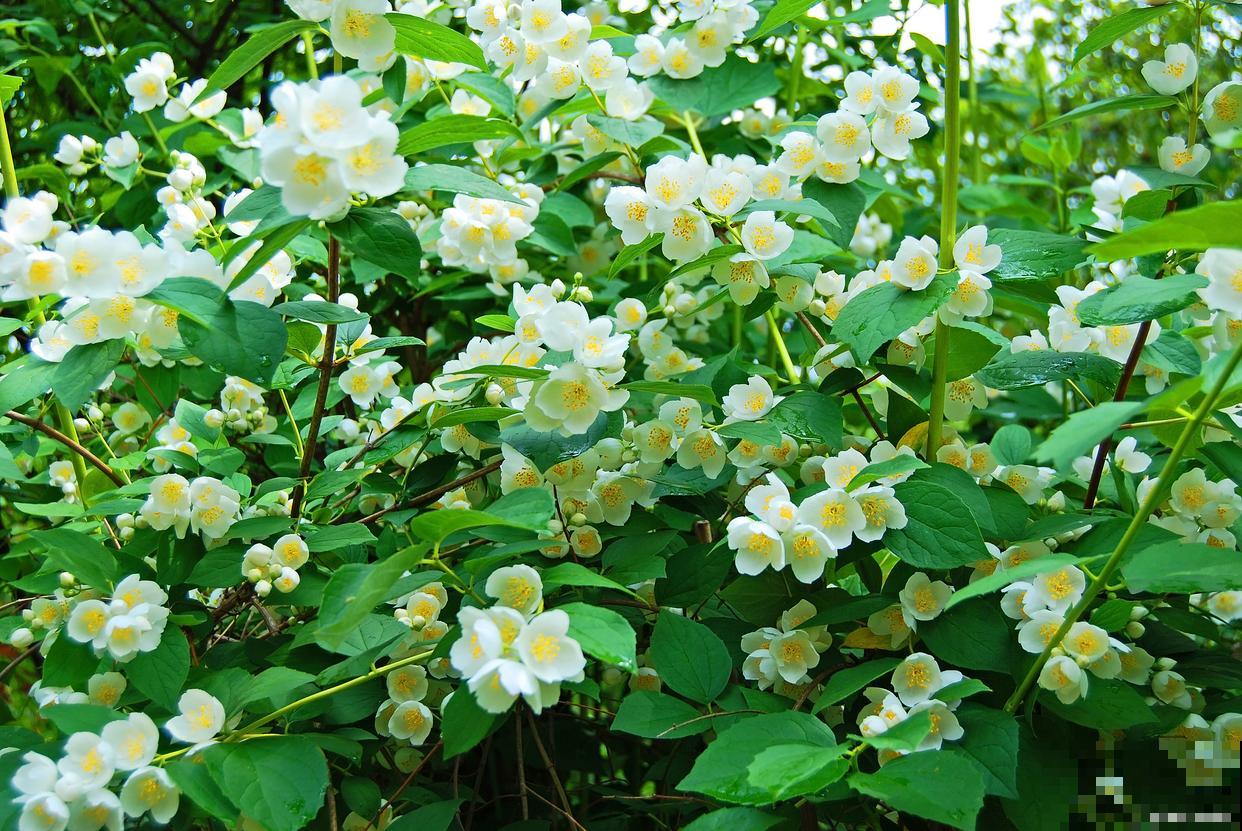 茉莉春天掉叶子是为什么 茉莉春天掉叶子是为什么