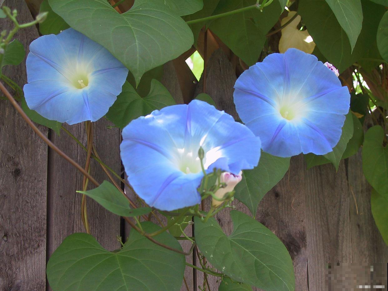 牵牛花种子的种植方法和时间
