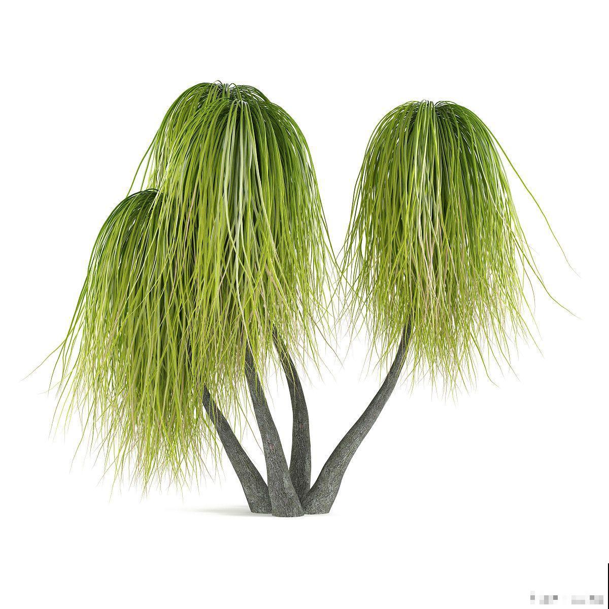 酒瓶兰多久开花? 酒瓶兰多久开花?