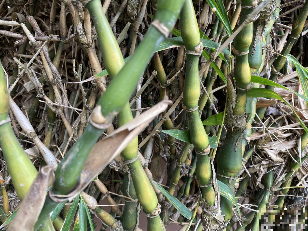 佛肚竹用什么土？