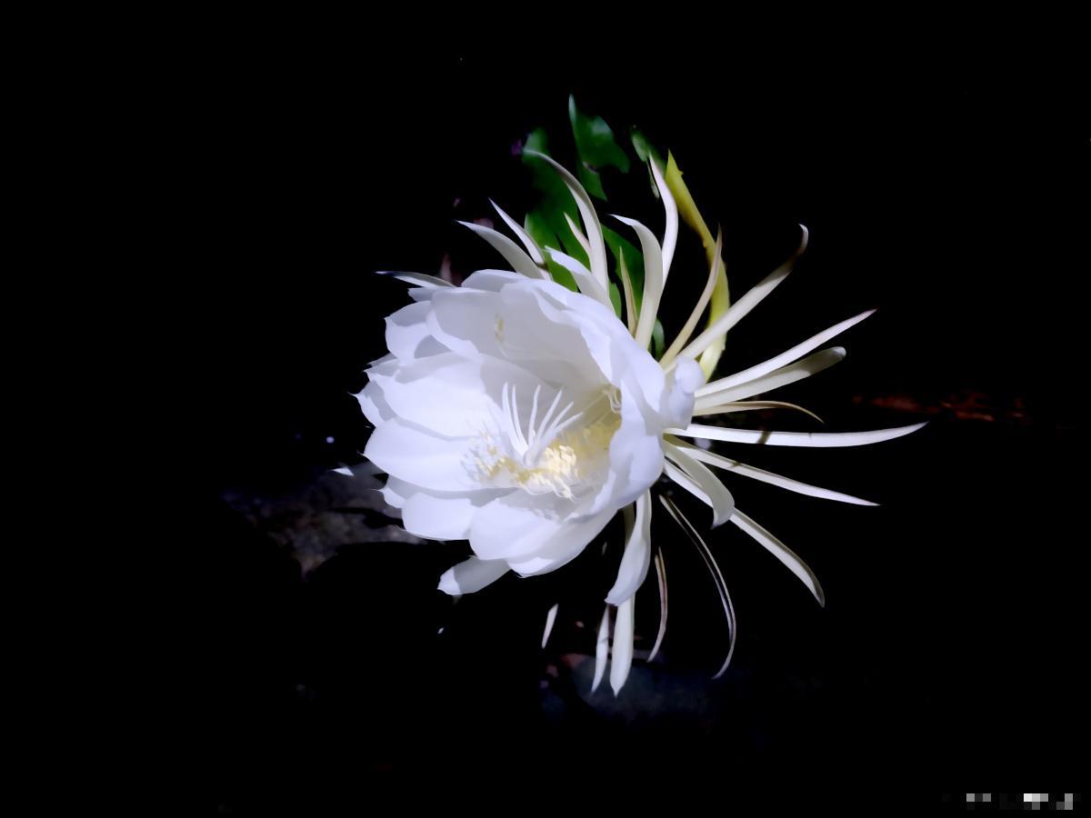 昙花怎么养护才开花