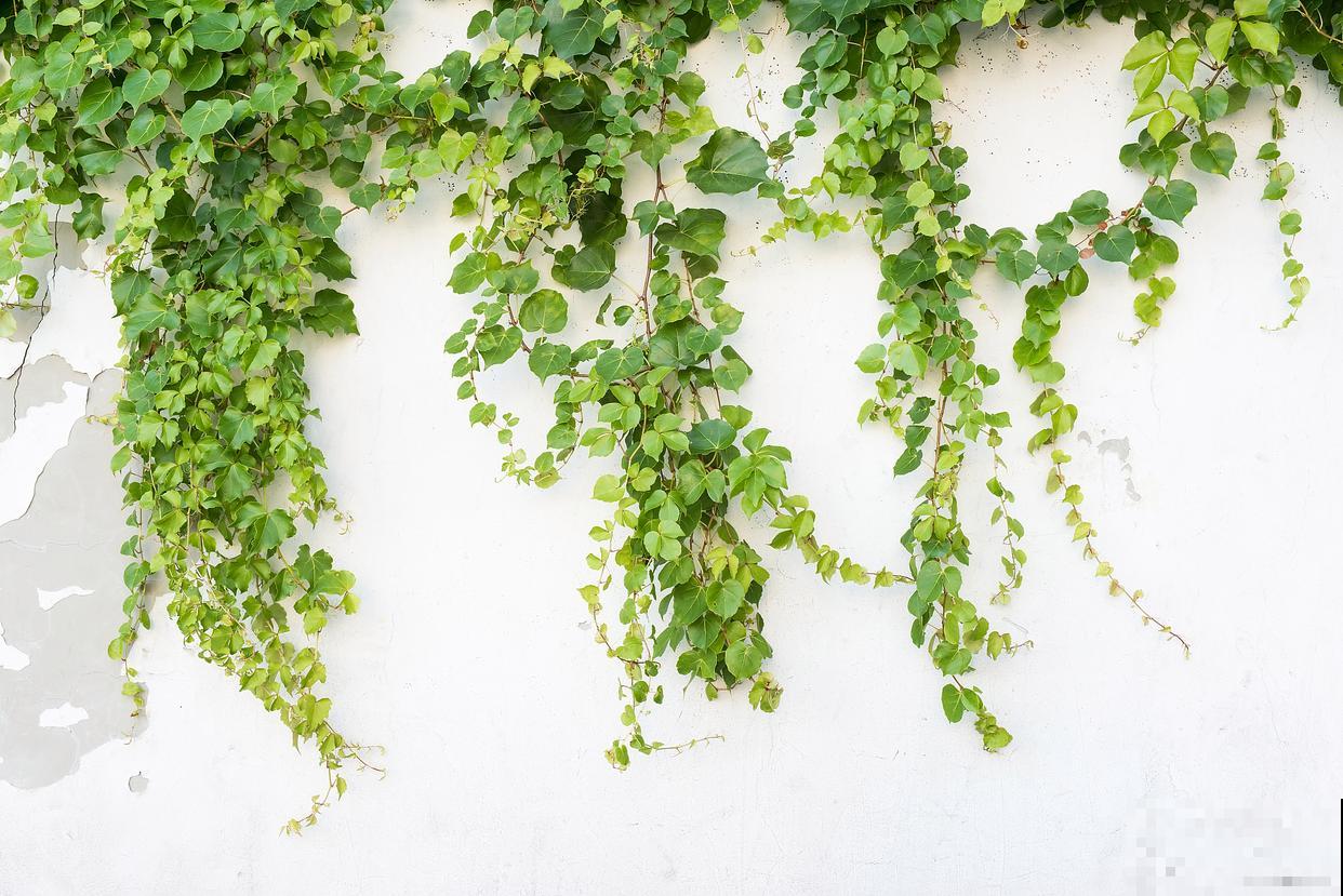 常青藤怎么养殖方法和注意事项