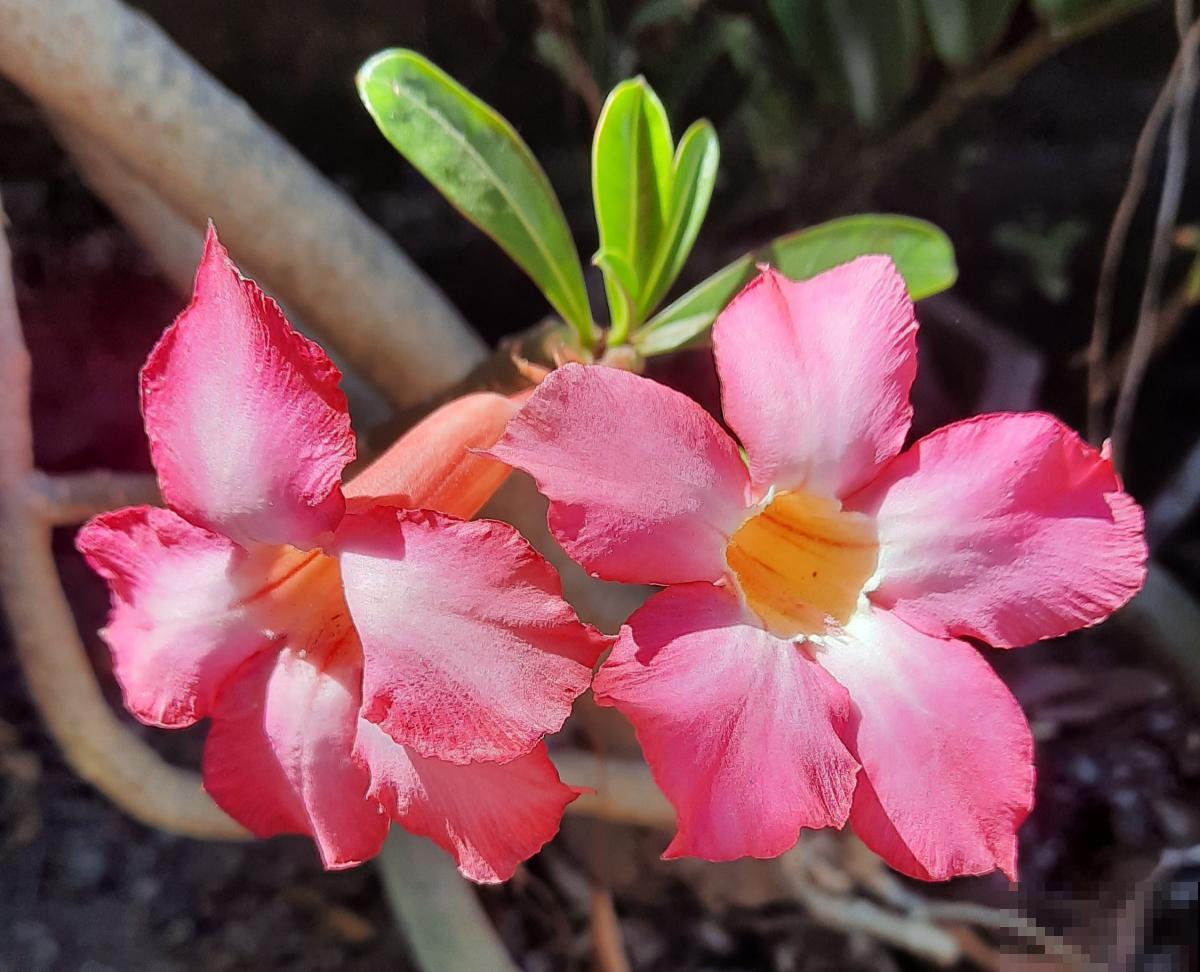 沙漠玫瑰如何过冬 沙漠玫瑰如何过冬