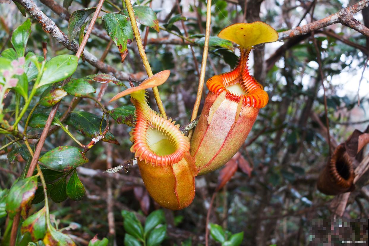 怎么养殖猪笼草？