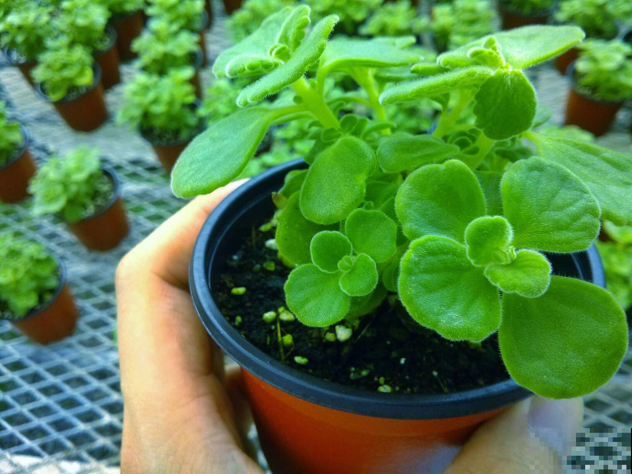 如何养殖碰碰香? 如何养殖碰碰香?