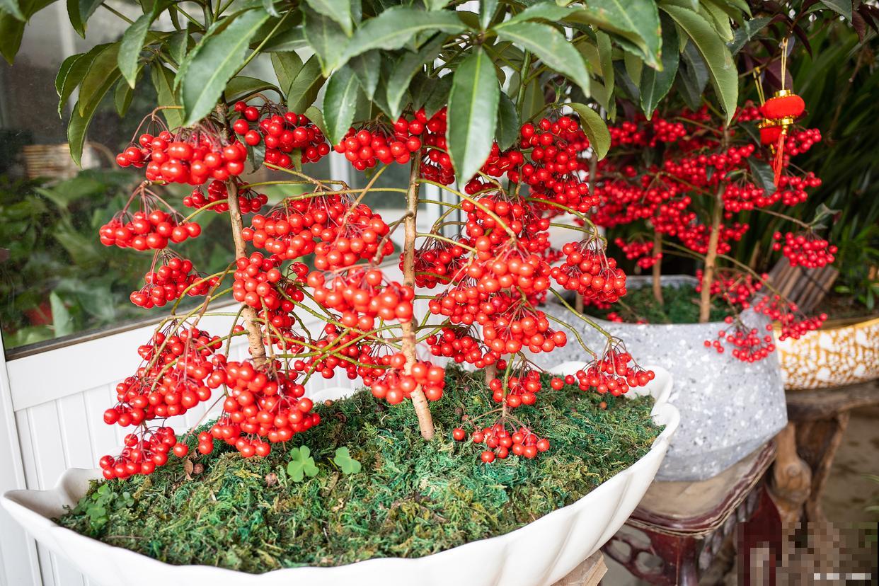 富贵子花怎么养? 富贵子花怎么养?