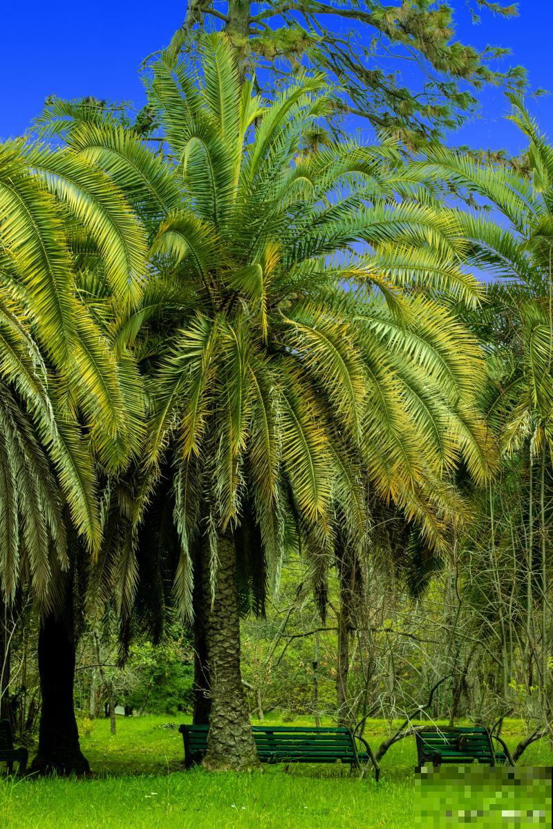 棕榈树怎么剥棕皮