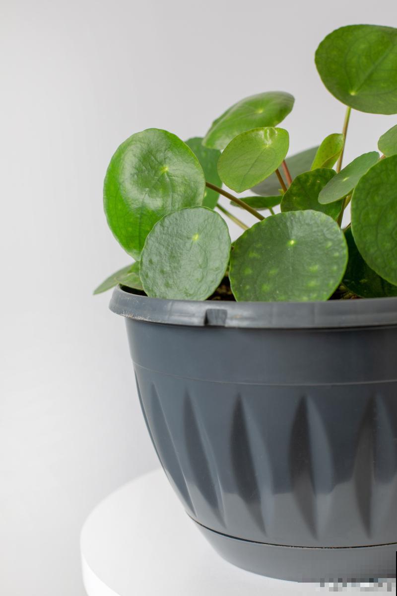 铜钱草怎么养好看 铜钱草怎么养好看