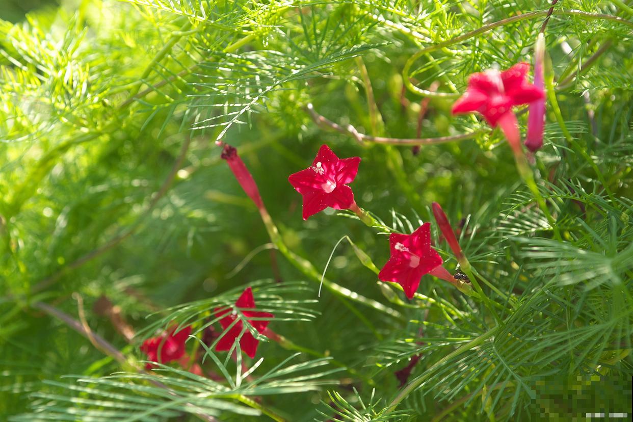 茑萝松种子怎么种