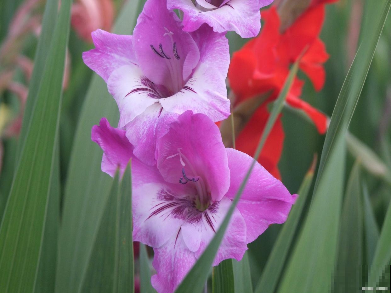 唐菖蒲一年开几次花