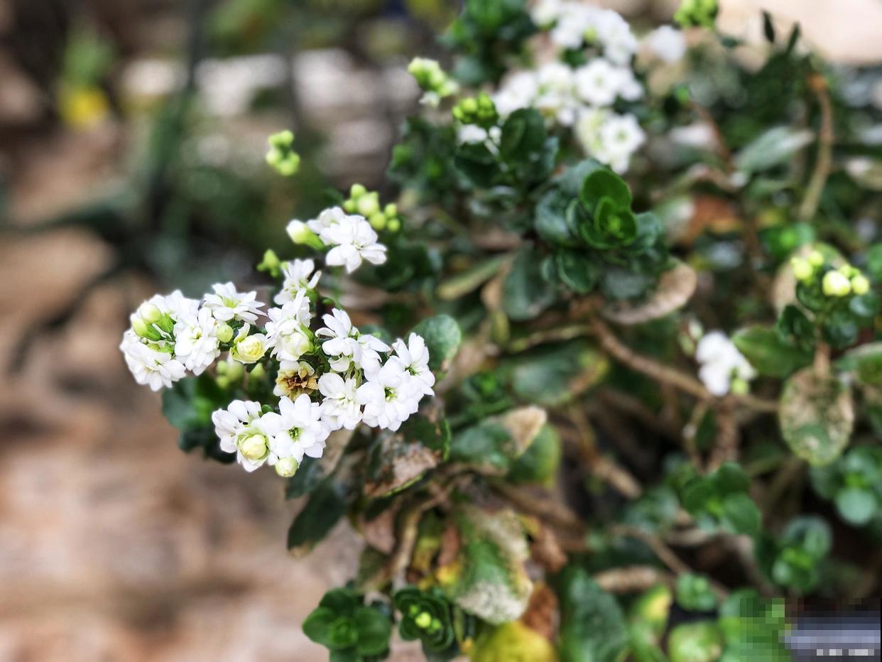 六月雪如何扦插繁殖