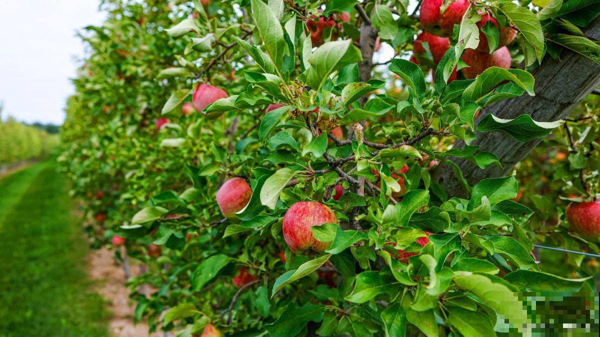 哪些树春天结子？