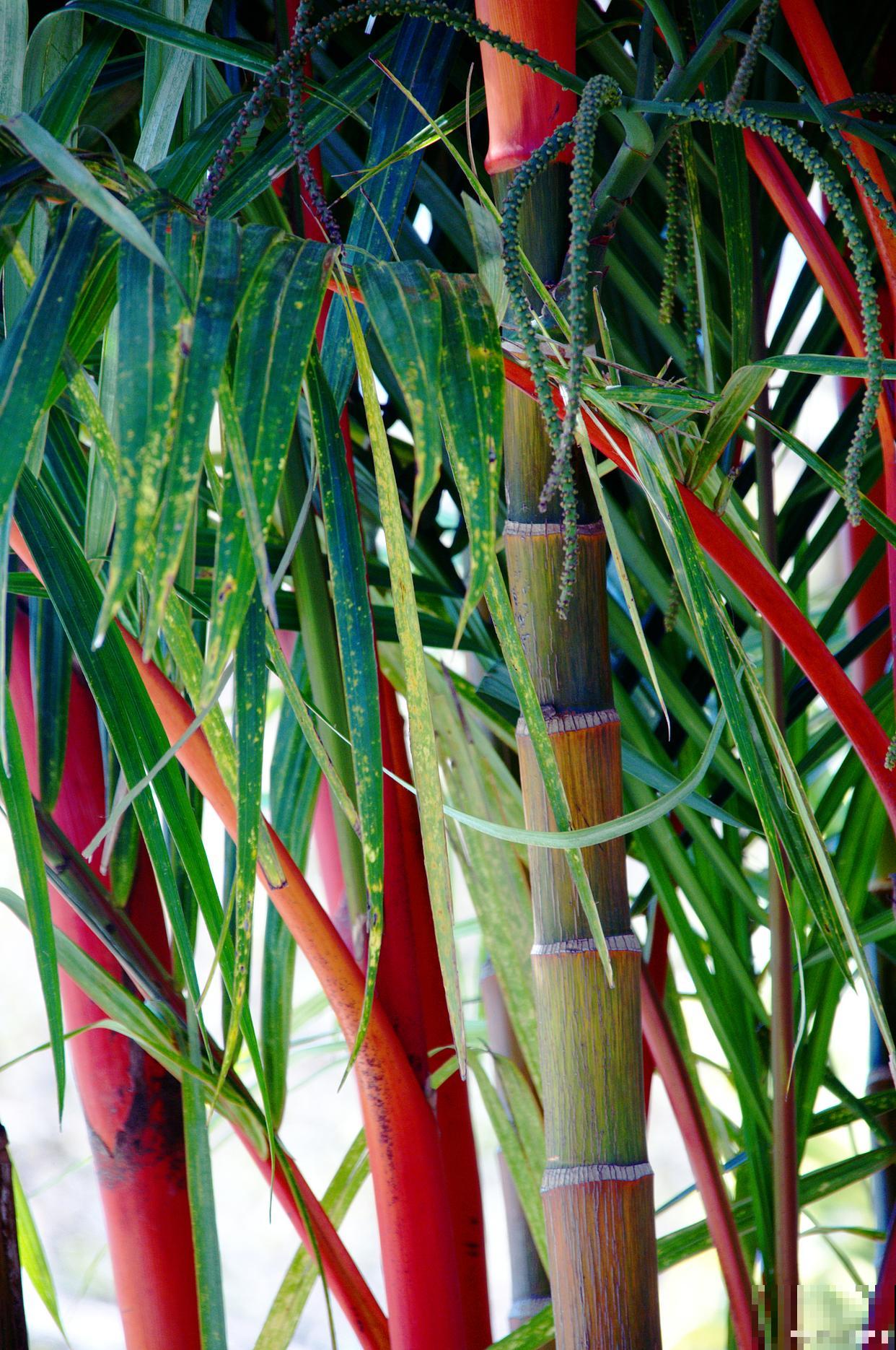 适合北方耐寒的竹子品种 适合北方耐寒的竹子品种