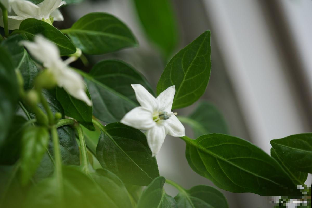夜来香开花谢了以后怎么办