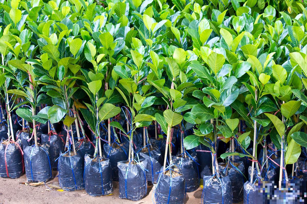 佛手的栽种方法？