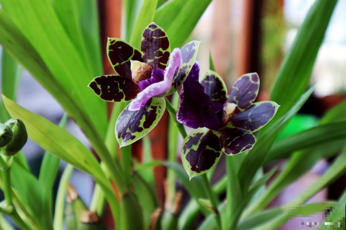 紫根兰花怎么养？