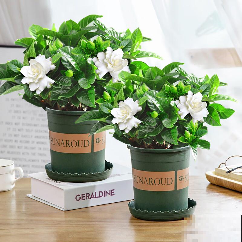 栀子花养殖方法，在家轻松养