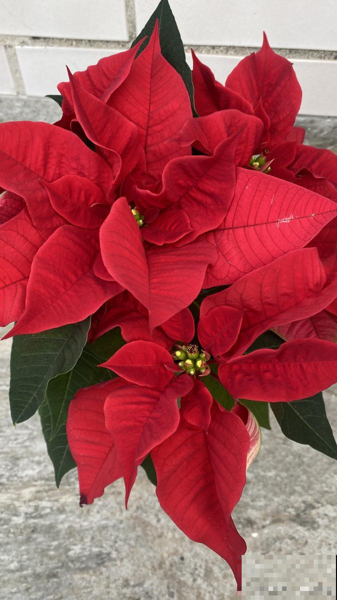 一品红为什么叶子不红