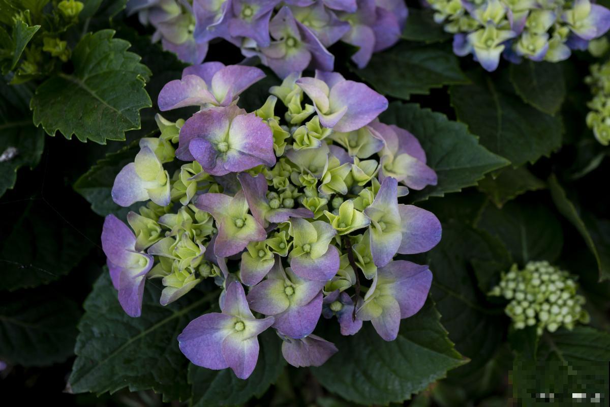 臭绣球怎么修剪? 臭绣球怎么修剪?